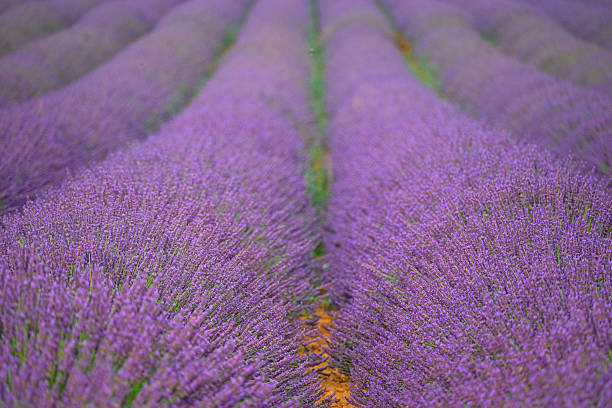 Lavender flowers blossoming on the plateau of Valensole in the Provence during a summer day. It typically occurs from late June to mid-July, depending on the weather and elevation. The air is filled with sounds of buzzing bees and the scent of lavender permeates the air. Golden wheat fields grow nearby, adding colorful contrast. Local products include lavender oil, soaps, liqueurs, and honey.