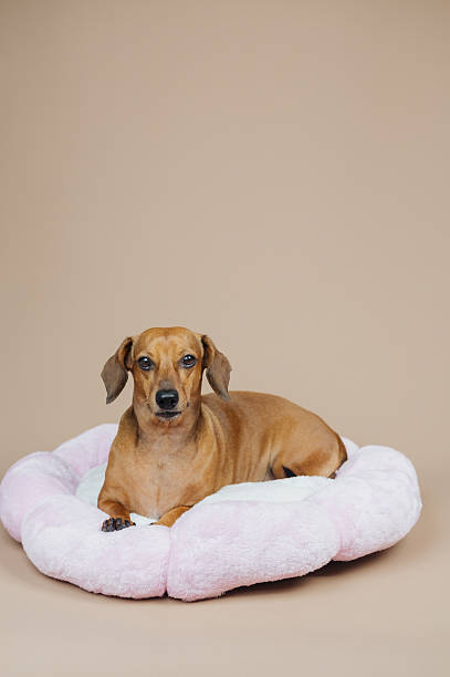 istock Brown dachshund dog resting in a pink plush bed on a plain background 2232335290