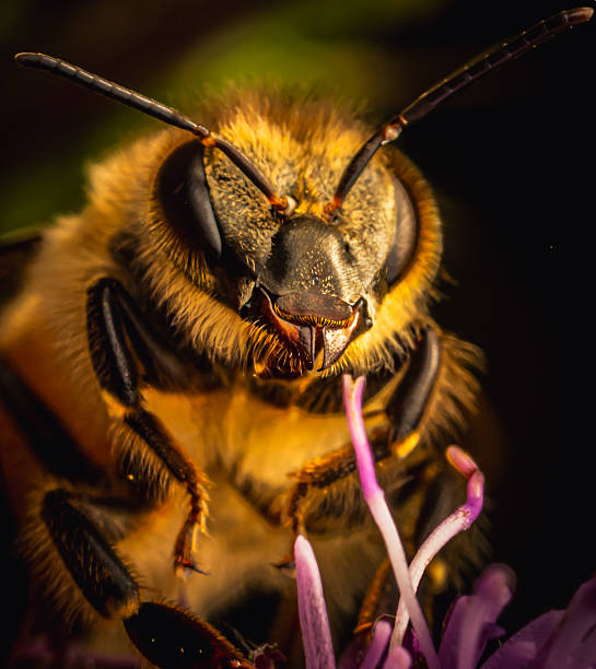 A detailed macro shot of a bee on a flower, blending mystery and fragility with golden light to reveal the unseen beauty of nature.