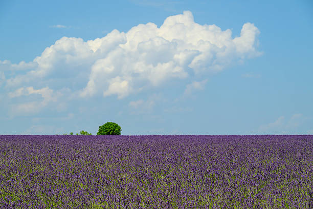 Lavender flowers blossoming on the plateau of Valensole in the Provence during a summer day. It typically occurs from late June to mid-July, depending on the weather and elevation. The air is filled with sounds of buzzing bees and the scent of lavender permeates the air. Golden wheat fields grow nearby, adding colorful contrast. Local products include lavender oil, soaps, liqueurs, and honey.