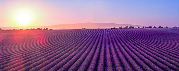 istock Lavender blossoming in the Provence during sunset 2232335553