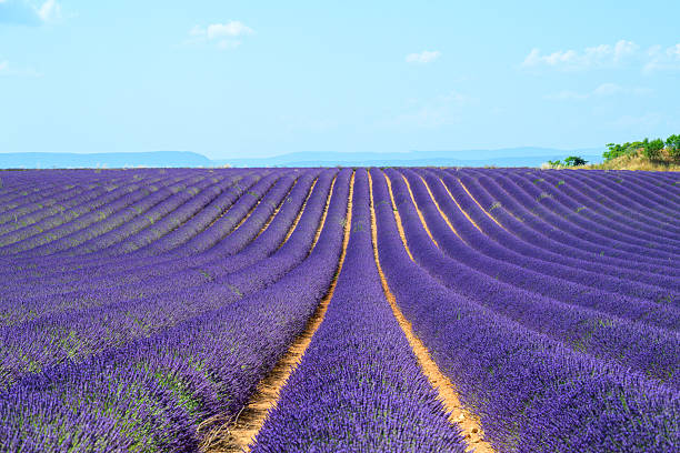 istock Lavender blossoming in the Provence during a summer day 2232335617