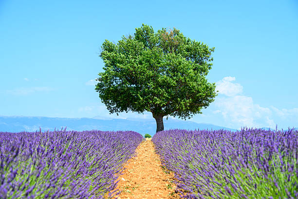 Lavender flowers blossoming on the plateau of Valensole in the Provence during a summer day. It typically occurs from late June to mid-July, depending on the weather and elevation. The air is filled with sounds of buzzing bees and the scent of lavender permeates the air. Golden wheat fields grow nearby, adding colorful contrast. Local products include lavender oil, soaps, liqueurs, and honey.
