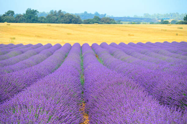 Lavender flowers blossoming on the plateau of Valensole in the Provence during a summer day. It typically occurs from late June to mid-July, depending on the weather and elevation. The air is filled with sounds of buzzing bees and the scent of lavender permeates the air. Golden wheat fields grow nearby, adding colorful contrast. Local products include lavender oil, soaps, liqueurs, and honey.