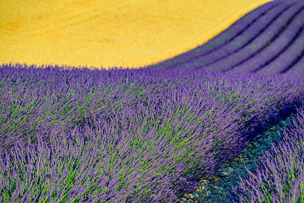 Close-up of lavender.