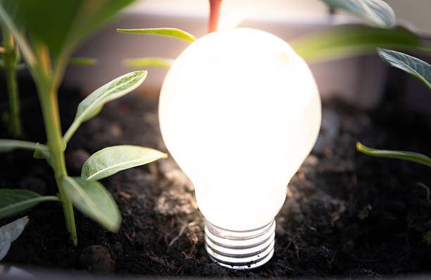 A glowing light bulb is nestled within dark soil surrounded by green plants, symbolizing innovative energy solutions and environmental sustainability. This imaginative composition merges nature and technology in a creative, thought-provoking way.