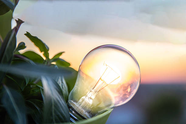 Creative depiction of a light bulb surrounded by foliage and lit by sunset rays, illustrating ideas of sustainable energy, nature, and innovation.