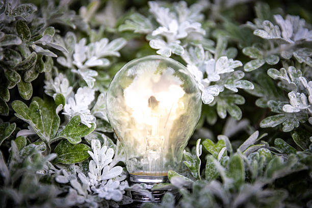 Light bulb glowing against a backdrop of silver-green foliage, symbolizing inspiration, sustainability, innovation, creativity, and energy concepts in nature.