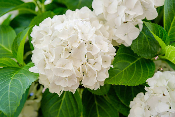istock Hydrangea macrophylla white blossom cluster for wedding floral design and romantic decoration concept 2232337701