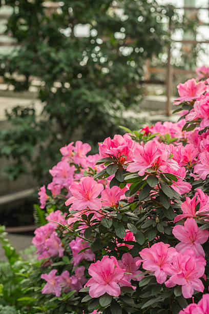 istock Pink azalea flowers in bloom 2232338579