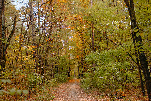 istock Serene forest path in autumn showcasing vibrant foliage and peace 2232338586