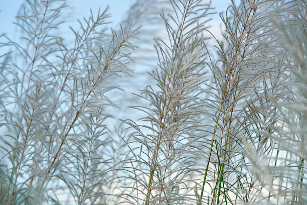 istock Delicate White Grass Fronds Against Blue Sky Background in Nature 2232339177