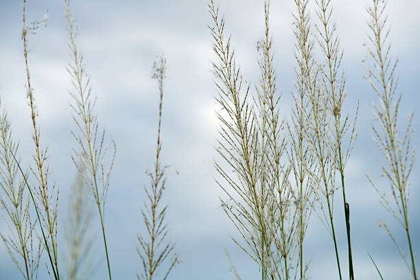 A close-up view of delicate grass blades swaying gently against a soft, cloudy sky. This scene captures the soothing beauty of nature and tranquility.