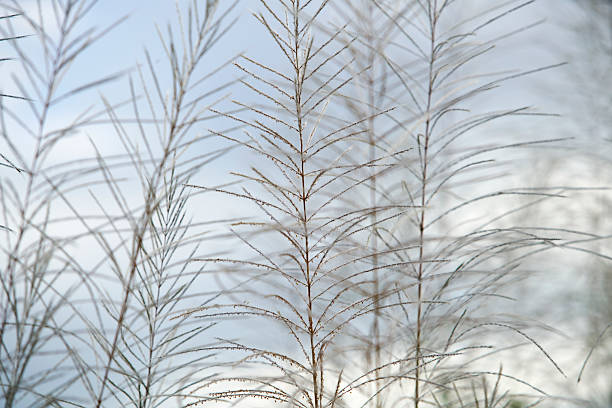 istock Delicate Nature Close-Up of Grass Stems Against Soft Blue Sky 2232339210