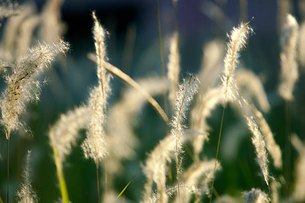 istock Soft Light on Delicate Grass Blades in Gentle Nature Scene 2232339601