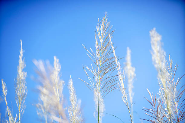 istock Soft Tall Grasses Against Bright Blue Sky During Clear Daytime 2232339609