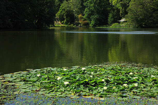 Small lake in Bergpark - landscape park in Kassel, Germany