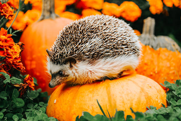 istock Hedgehog on Pumpkin with Marigolds in Autumn Setting. 2232339856
