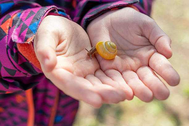 A woman's finger with nail polish touches the shell of a small white snail on the trunk of a plane tree.