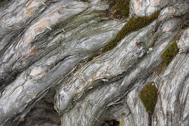 istock The trunk of an old tree with moss and lichen close-up 2232343330