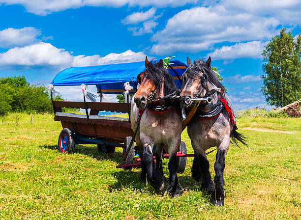 Two black horses pulling a covered wagon in a lush green field under a bright blue sky.