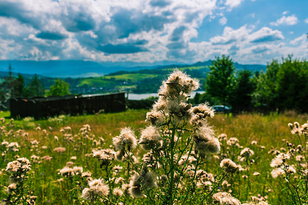 Close-up of thistle flowers with fluffy white seed heads against a scenic mountain and lake landscape. A sunny meadow view captures the beauty of wild summer plants.
