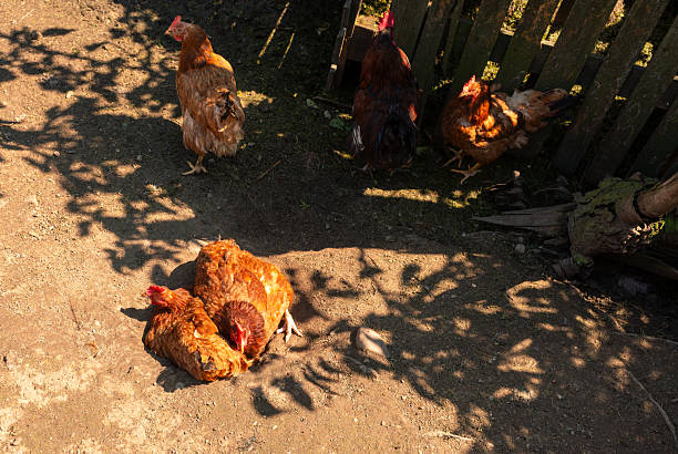 A group of chickens, including a rooster, gather near a wooden fence. Two hens lie close together in the dirt, while others rest in the shade. Traditional rural poultry farming concept.