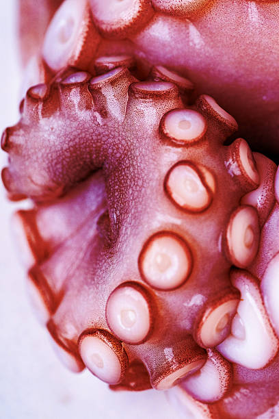 istock Marine cephalopod, Octopus tentacle macro, slimy surface, raw seafood, close-up texture, marine delicacy, exotic ingredient, suction cups 2232348078
