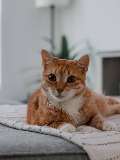 istock Orange tabby cat lying on the couch 2232349193