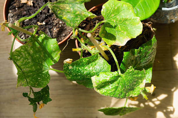 istock Cucumber plants growing in pots at home facing issues with diseases and sickness Bacterial leaf spot 2232351460