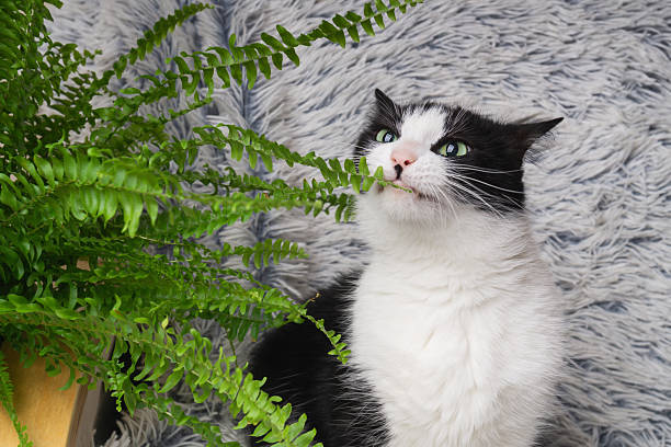 istock Curious cat sniffs a lush fern in a cozy home setting 2232351480