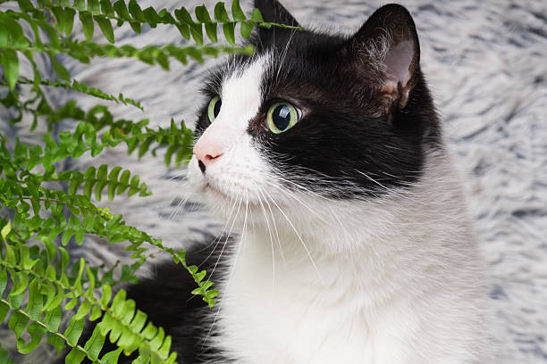 istock Curious black and white cat exploring a cozy home environment with houseplants 2232351484