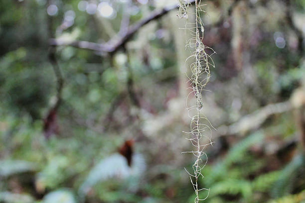 Wispy Spanish moss hanging gracefully from tree branch