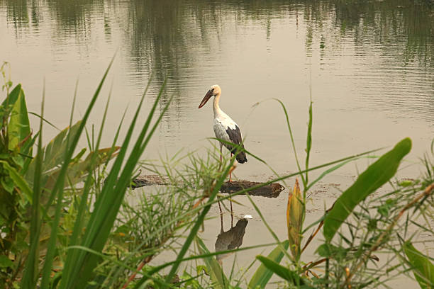 Asian openbill stork in Chitwan National Park, Nepal
