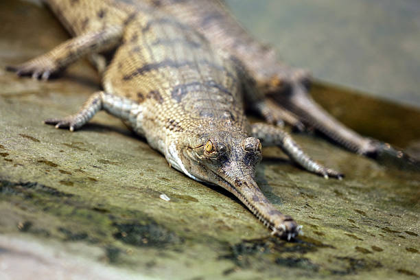 istock Young gharial crocodile in Chitwan National Park, Nepal 2232352984