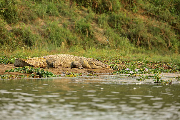 Mugger crocodile near East Rapti River in Chitwan National Park, Nepal