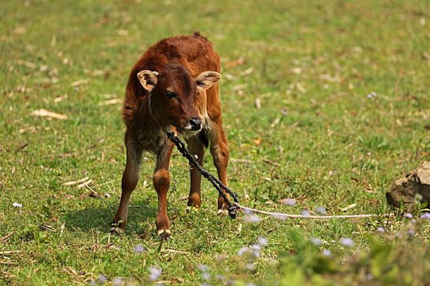 Calf in the meadow in Pokhara, Nepal
