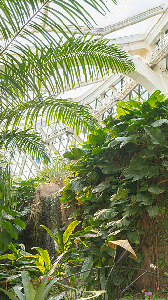 istock Tropical Forest at Botanic Garden 2232355225