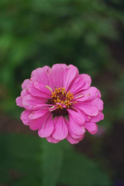 Zinnia flower from home garden, selective focus