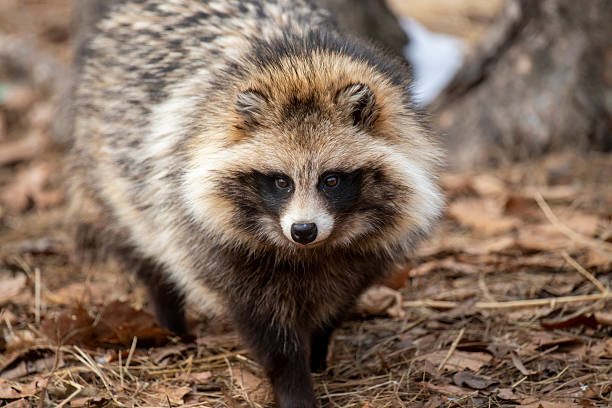 istock Raccoon dog portrait 2232356547