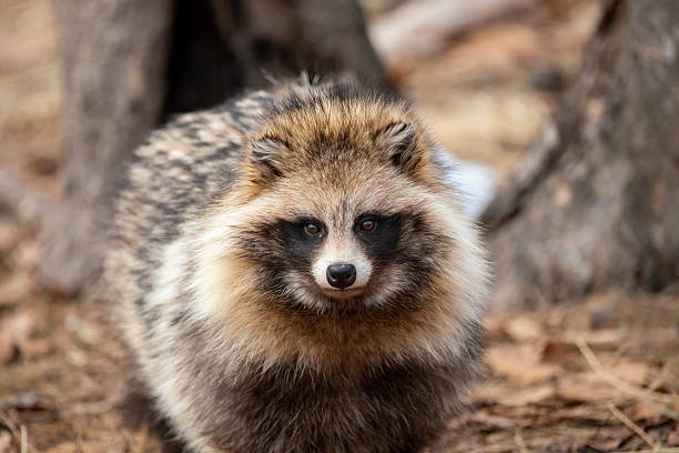 istock Raccoon dog portrait 2232356623