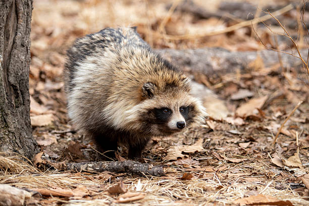 istock Raccoon dog stares at something 2232356775