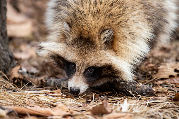 A close-up of a cute fluffy raccoon dog staying on the dry grass, looking at camera
