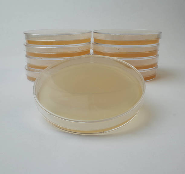 istock A gloved hand preparing a bacterial culture in a lab. 2232359911