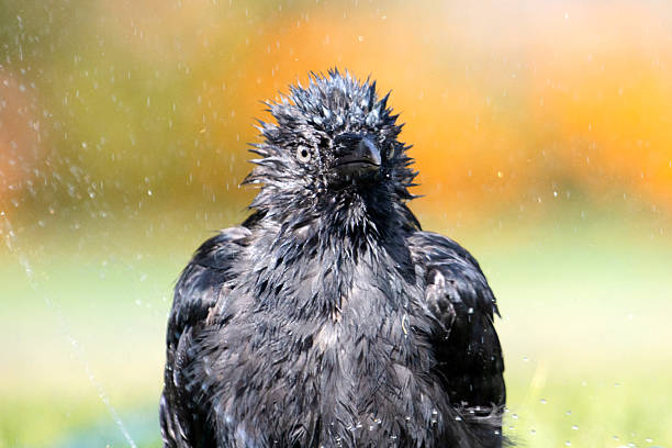 Funny portrait of a jackdaw ,wildlife