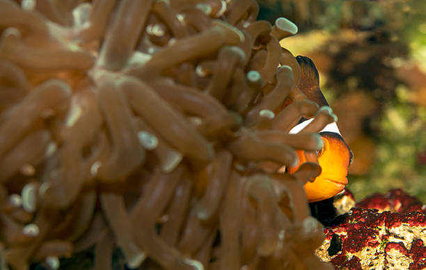 istock Clown Fish in Anemone 2232365394