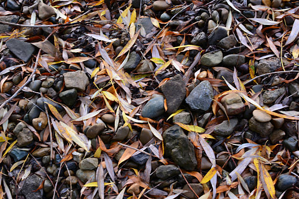 Autumnal Riverbed Scene Stones, Leaves and Natural Textures