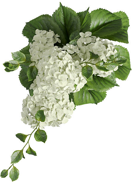 istock Top view of flower arrangement - Hydrangea 2232367887