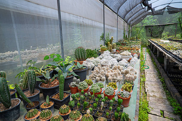 Outdoor botanical cactus plantation farm nature industry
