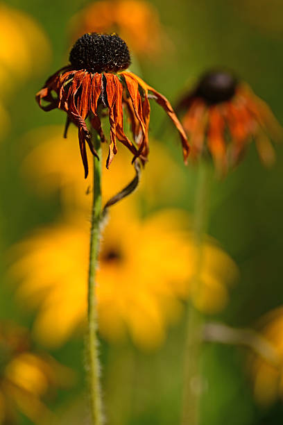 End of  the Summer day: Wilted black-eyed Susan flower heads in a sunny flower bed.